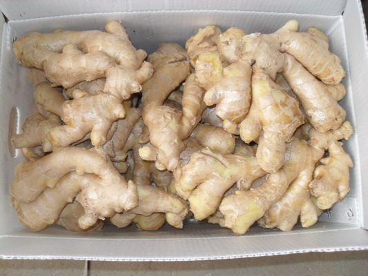 Spicy Fresh/Frozen Ginger Naturally Bright No Burnt or Mouldy Clean Roots Various Sizes