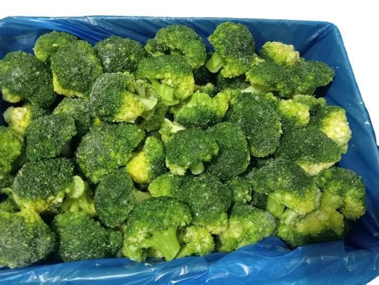 High Quality IQF Frozen Broccoli 20-40mm Premium Vegetable Product