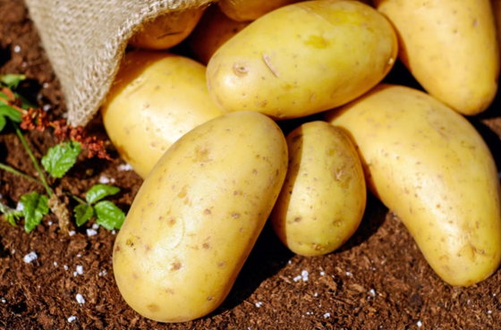 Top Quality Grade a 10-20mm IQF Potato Diced Frozen Vegetables Wholesale Price Brc Approved
