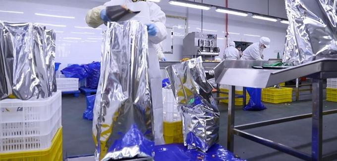 Wysokiej jakości masowe zamrożone maliny Zamrożone maliny masowe opakowania owoce 11