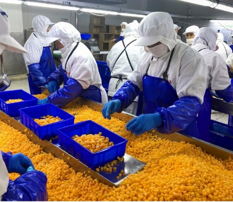 Sinocharm 4-gwiazdkowy produkt BRC-A Świeża brzoskwinia ż&oacute;łta 10x10 mm Mrożone owoce w kęsie 3