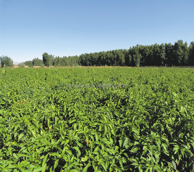 IQF Organic Ż&oacute;łta brzoskwinia Połowy Mrożone owoce Słodki smak Masowa opakowanie Woda konserwowana Pulpa Całe kostki Kości Połowy Dostępne 9