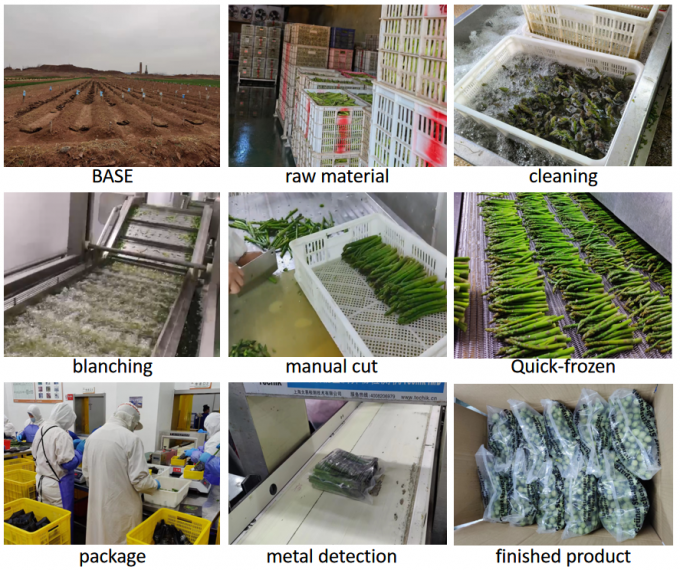 Szparagosy Węże Szparagosy Szparagosy Zamarznięte warzywa IQF Zamarznięte zielone szparagosy Nasiona wielkosztowe Opakowanie Szparagosy Cena 4