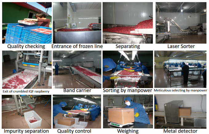 Producent Cena fabryczna IQF Wysokiej jakości Świeża żywność Zamrożone Maliny Serbia do wywozu 3