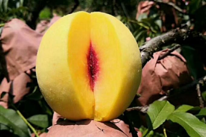 IQF Organic Ż&oacute;łta brzoskwinia Połowy Mrożone owoce Słodki smak Masowa opakowanie Woda konserwowana Pulpa Całe kostki Kości Połowy Dostępne 1