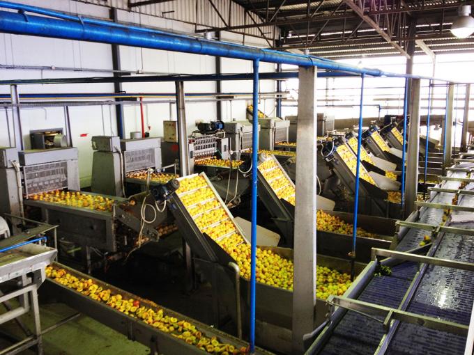 Wysokiej jakości IQF Zamrożone brzoskwinie w połowie Gorąca sprzedaż hurtowa i detaliczna Cena fabryczna Woda konserwacja 4