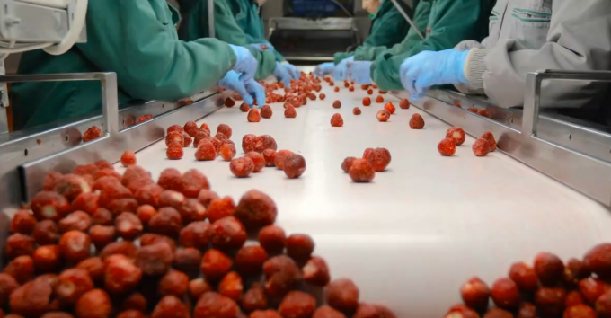 Wysokiej jakości IQF Zamrożone brzoskwinie w połowie Gorąca sprzedaż hurtowa i detaliczna Cena fabryczna Woda konserwacja 3