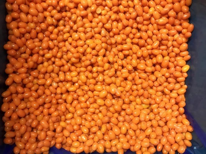 Pochodzenie Chiny IQF Świeżo Mrożony Dziki Rokitnik Pierwsza Klasa Rokitnik Bor&oacute;wka Brusznica Malina, Mieszanka Jag&oacute;d Bor&oacute;wki 3