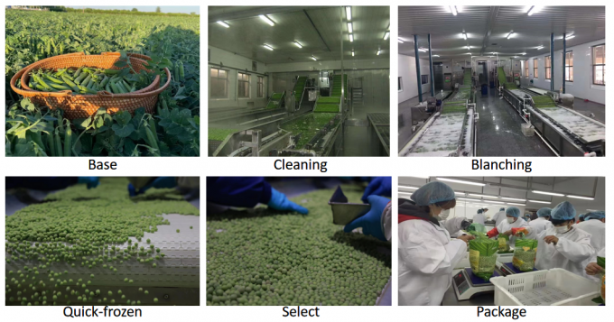 Sprzedawca hurtowy IQF Zamrożony groszek 10 kg 400 gm W opakowaniu 3